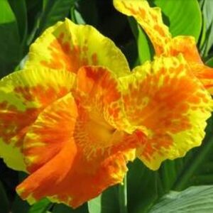 10 Yellow Orange King Humbert Canna Lillies Roots Merged